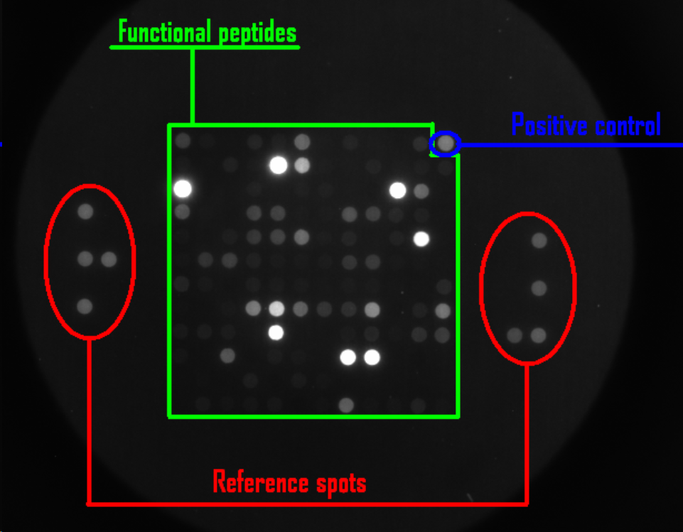 PamChip fluorescence image: Functional peptides, Reference spots, Positive control labeled|500